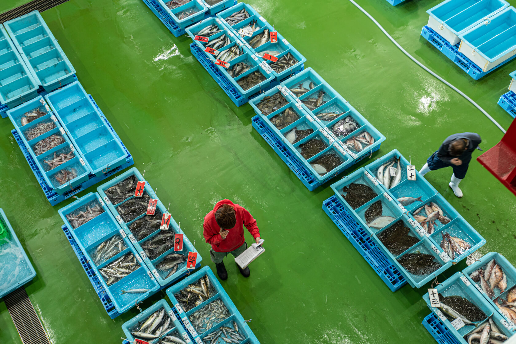 三崎魚市場の中、魚が並んでいる写真