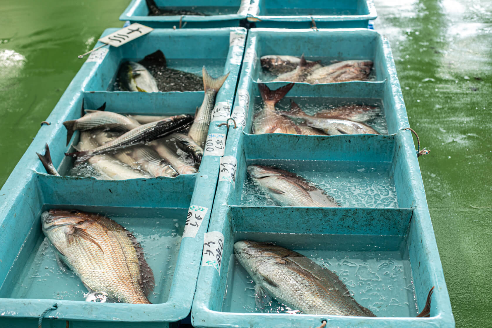 いろいろな魚が並んでいる写真