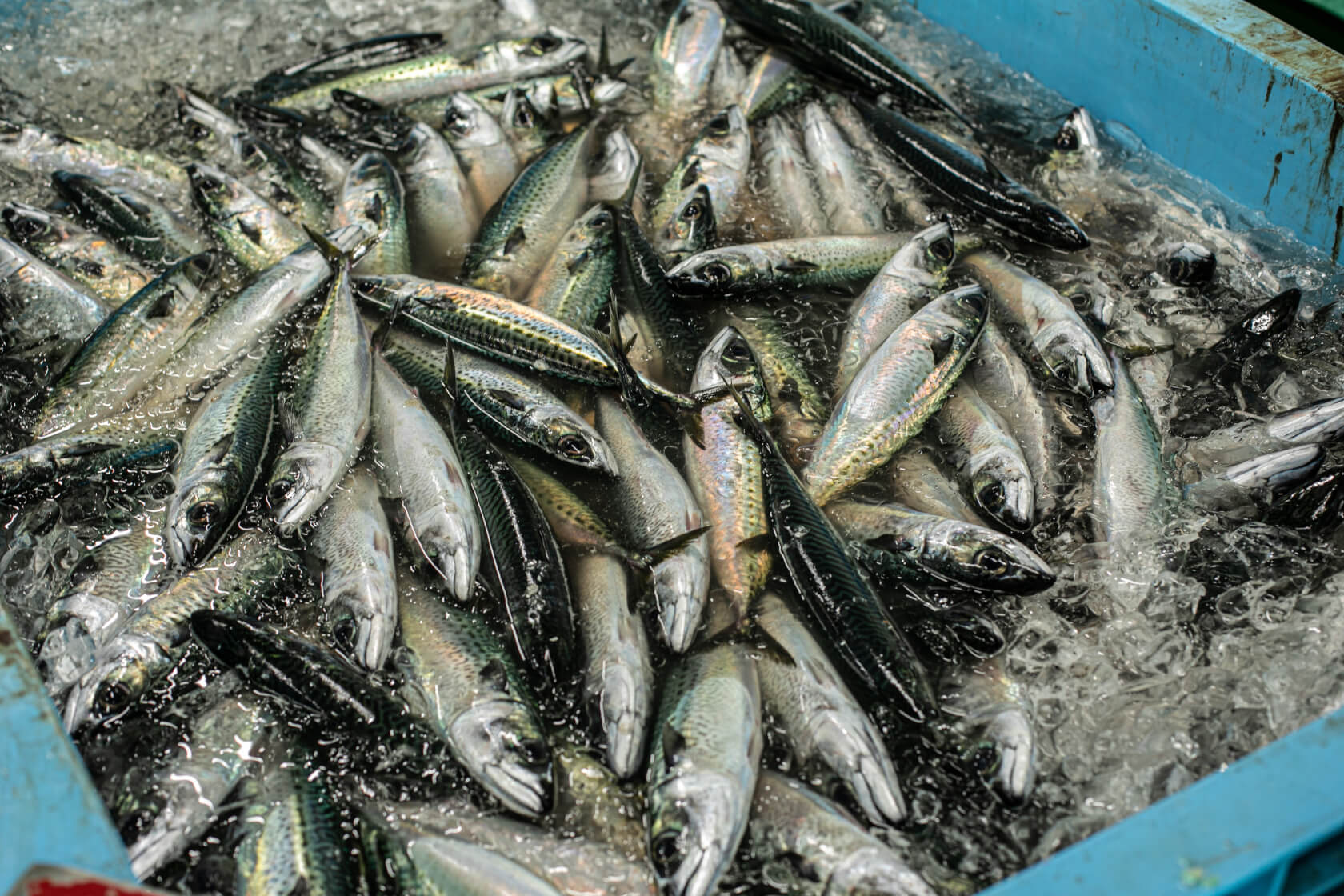 水揚げされたばかりの大量のサバの写真